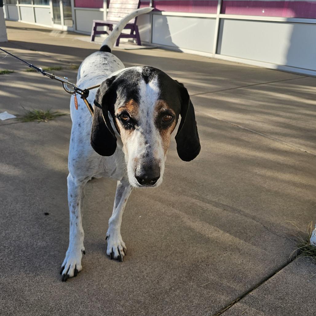 Beau, Adoptable, Senior Male Treeing Walker Coonhound.