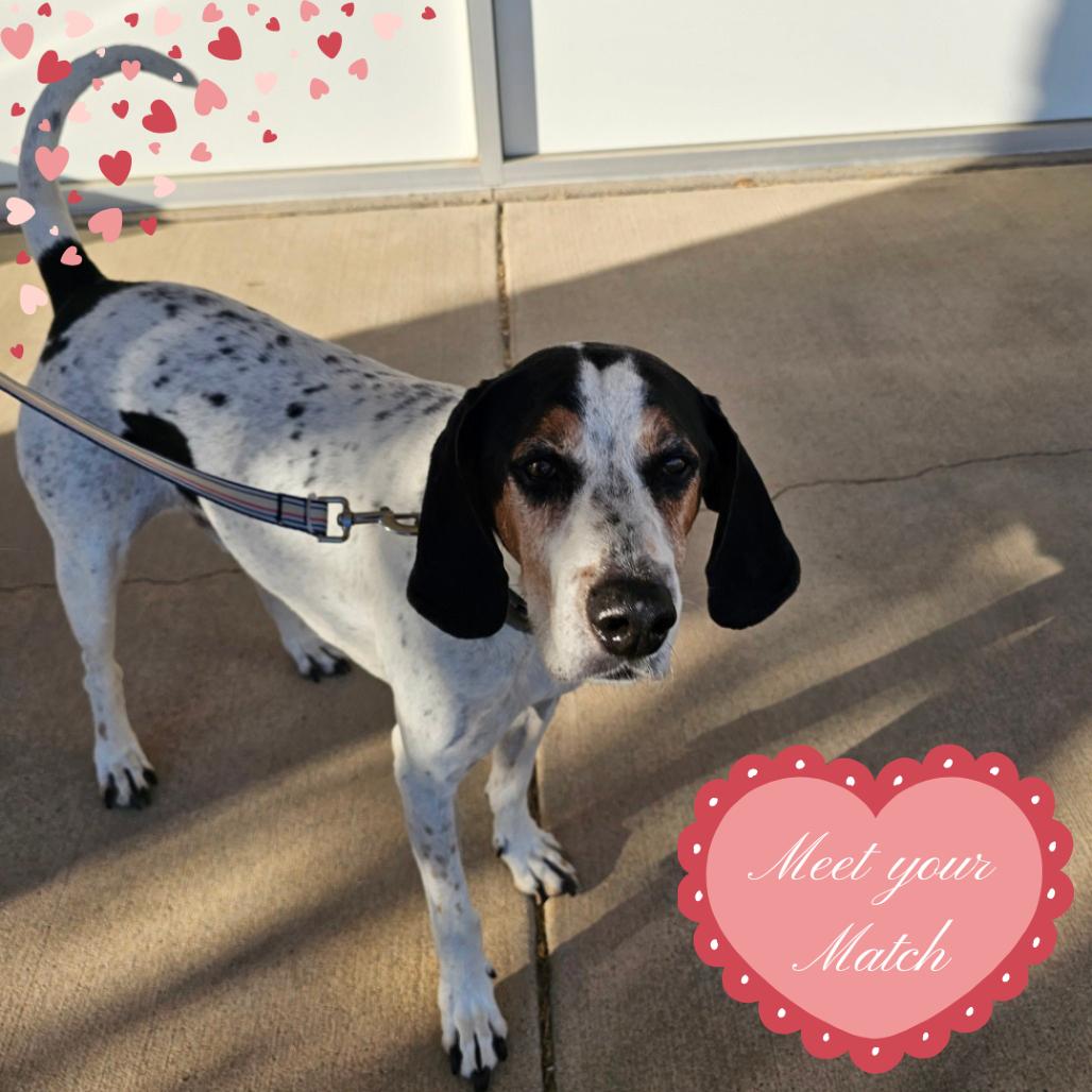 Enlarge Beau, a Adoptable Treeing Walker Coonhound in Normal, IL image 2/4