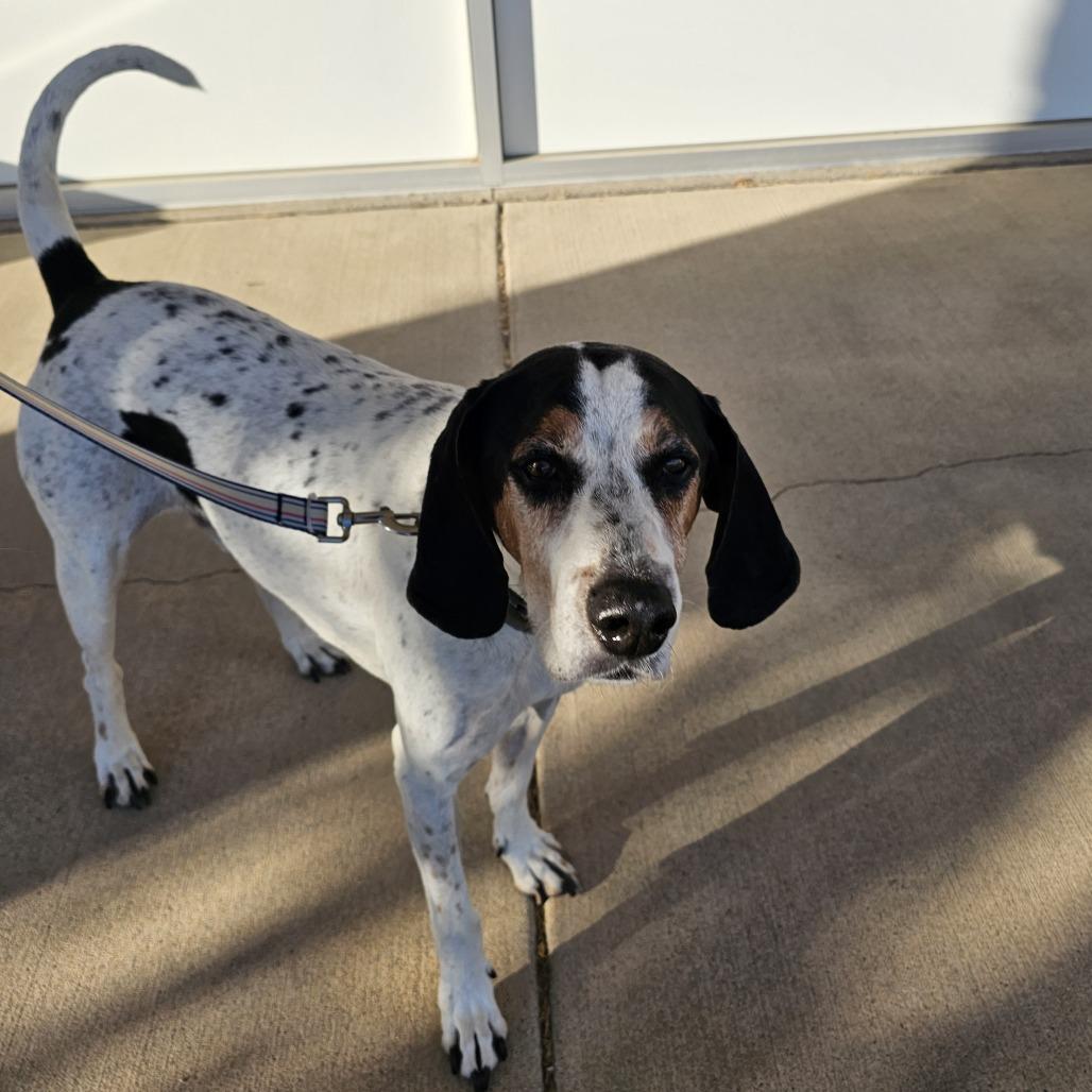 Enlarge Beau, a Adoptable Treeing Walker Coonhound in Normal, IL image 2/3