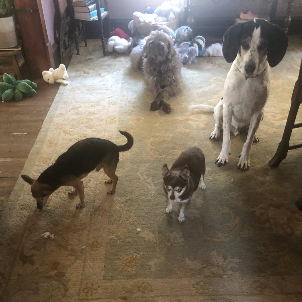 Enlarge Beau, a Adoptable Treeing Walker Coonhound in Normal, IL image 5/6