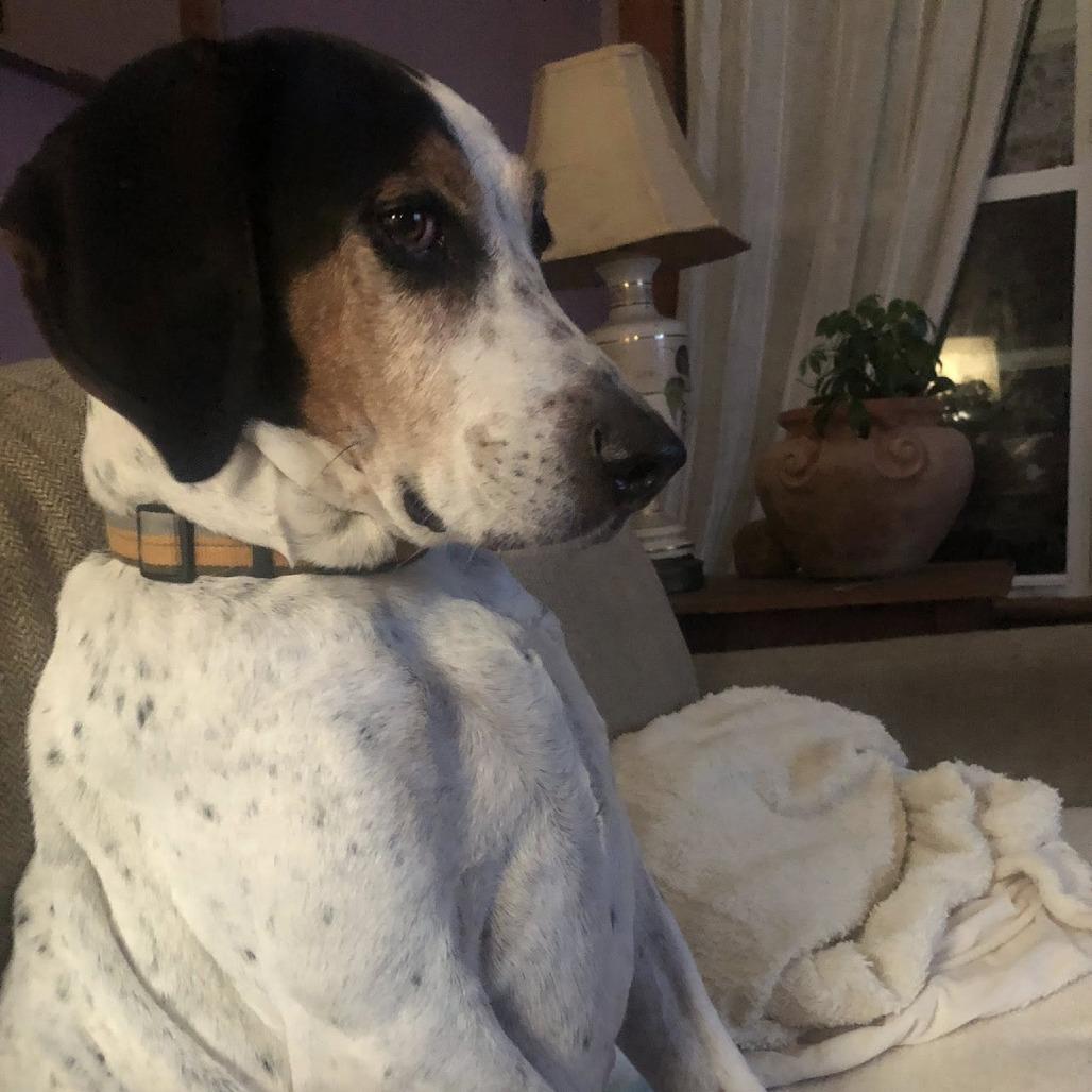 Enlarge Beau, a Adoptable Treeing Walker Coonhound in Normal, IL image 6/6