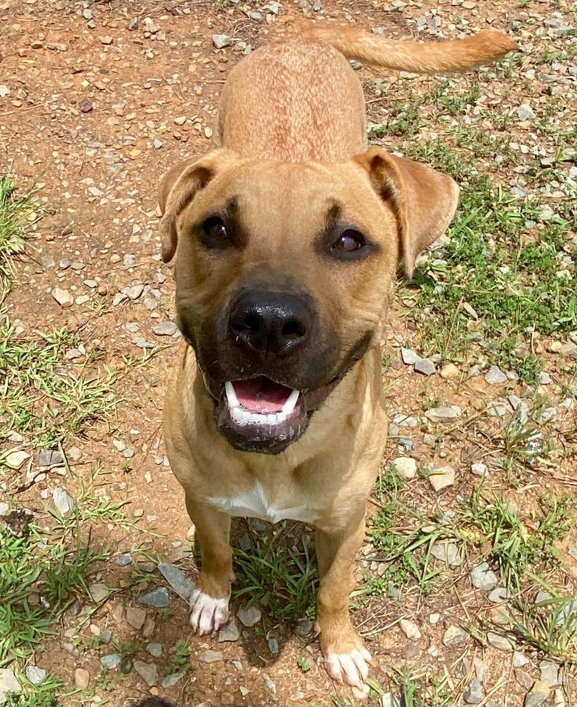 Brandi, Adoptable, Puppy Female Pit Bull Terrier.