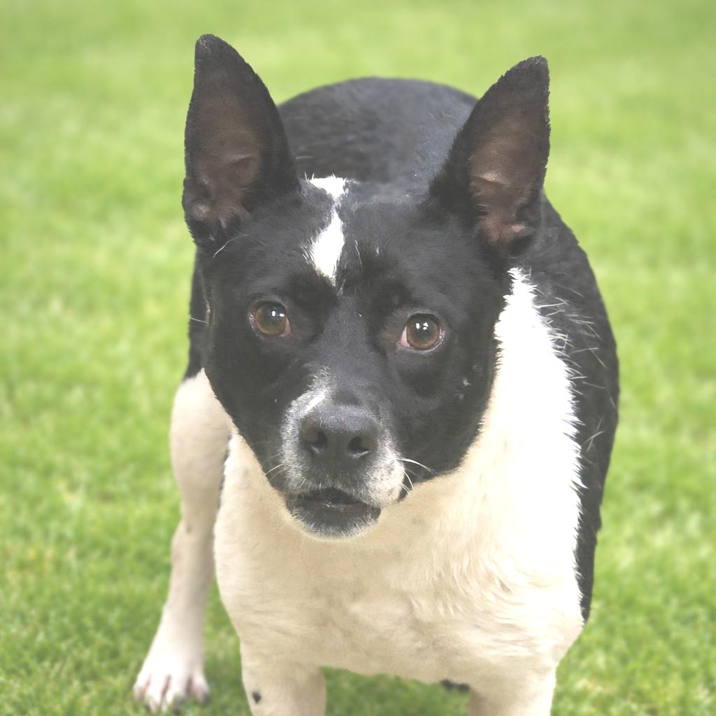 Enlarge Babe, a Adoptable Mixed Breed in Wickenburg, AZ image 1/2