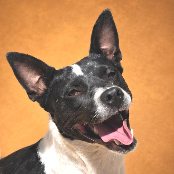 Babe, Adoptable, Adult Female Mixed Breed.