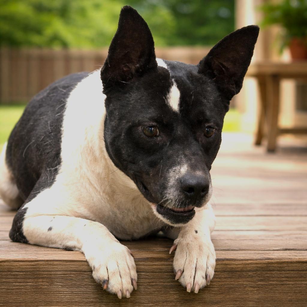 Enlarge Babe, a Adoptable Mixed Breed in Wickenburg, AZ image 2/4