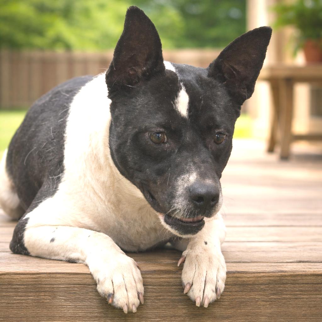 Enlarge Babe, a Adoptable Mixed Breed in Wickenburg, AZ image 2/2