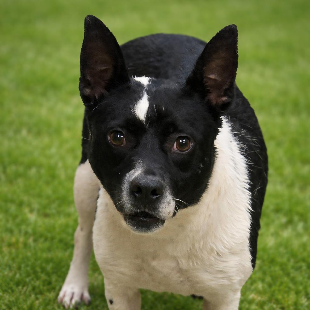 Enlarge Babe, a Adoptable Mixed Breed in Wickenburg, AZ image 1/2