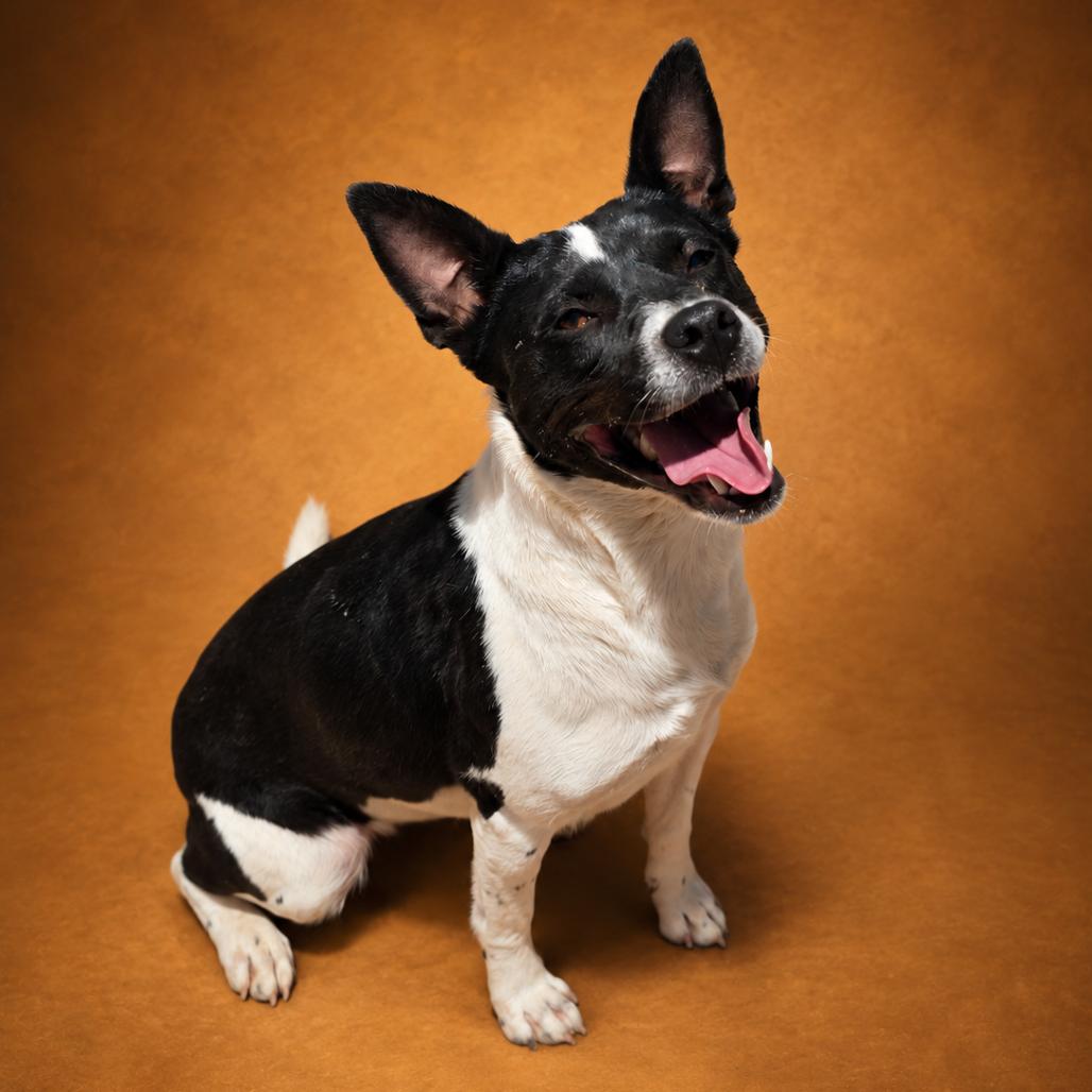 Enlarge Babe, a Adoptable Mixed Breed in Wickenburg, AZ image 3/4