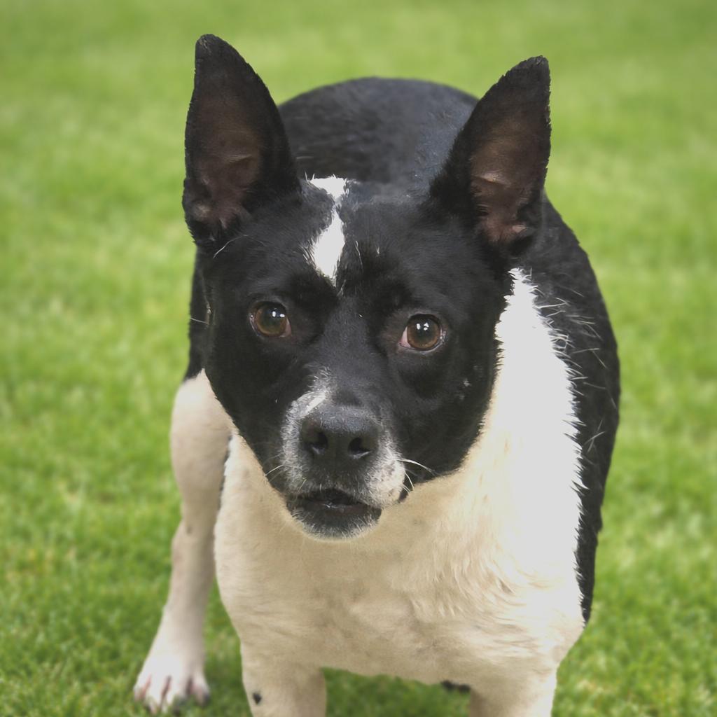 Enlarge Babe, a Adoptable Mixed Breed in Wickenburg, AZ image 4/4