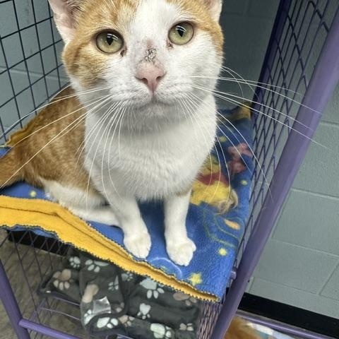Punky, a ADOPTABLE Domestic Short Hair in Bryan, OH image 2/2