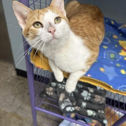 Punky, a ADOPTABLE Domestic Short Hair in Bryan, OH image 1/2