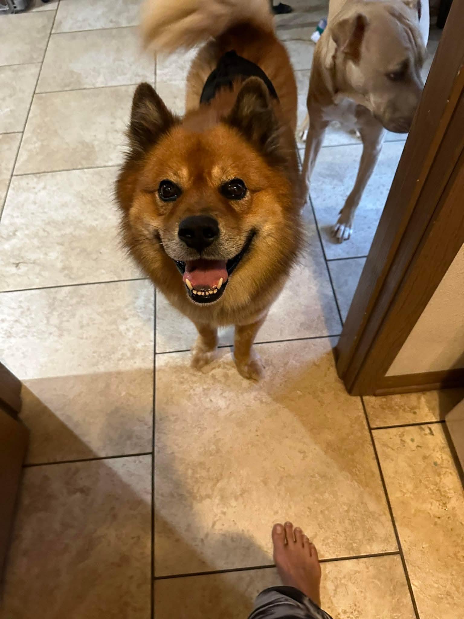 Enlarge Seeley, a Adoptable mixed breed in Lexington, MO image 4/6