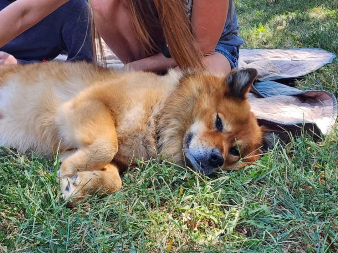 Enlarge Seeley, a Adoptable mixed breed in Lexington, MO image 5/6