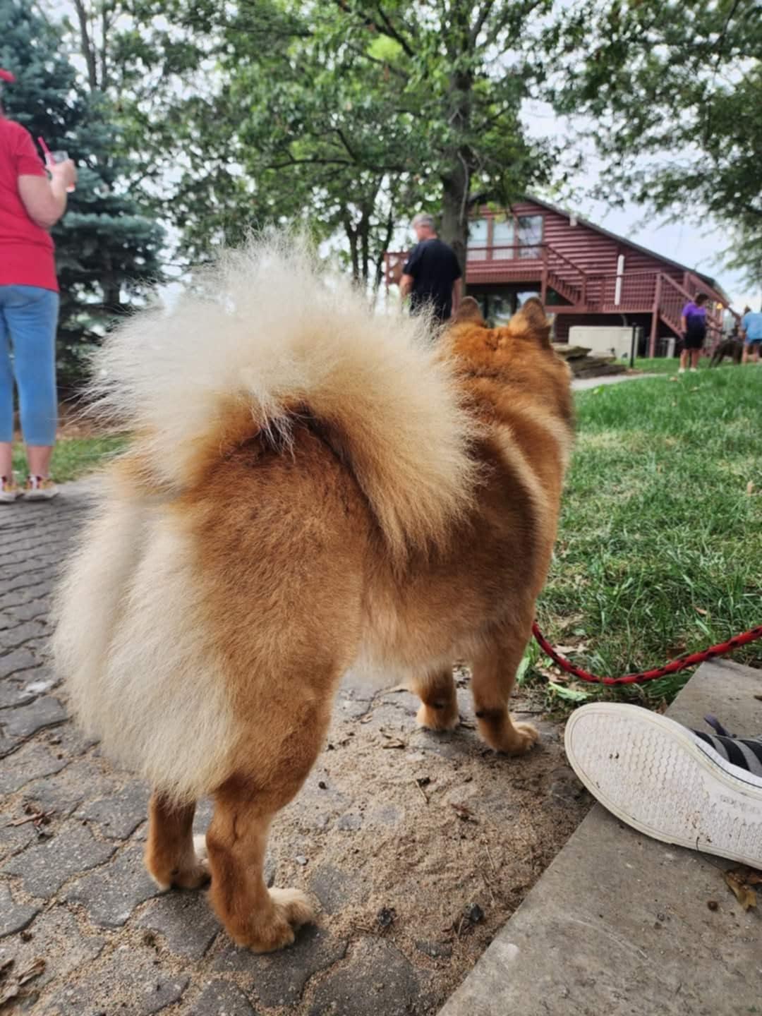 Enlarge Seeley, a Adoptable mixed breed in Lexington, MO image 6/6