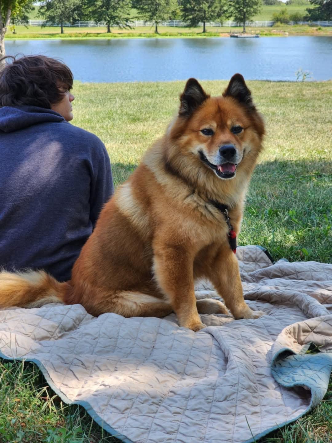 Seeley, Adoptable, Adult Male Chow Chow.