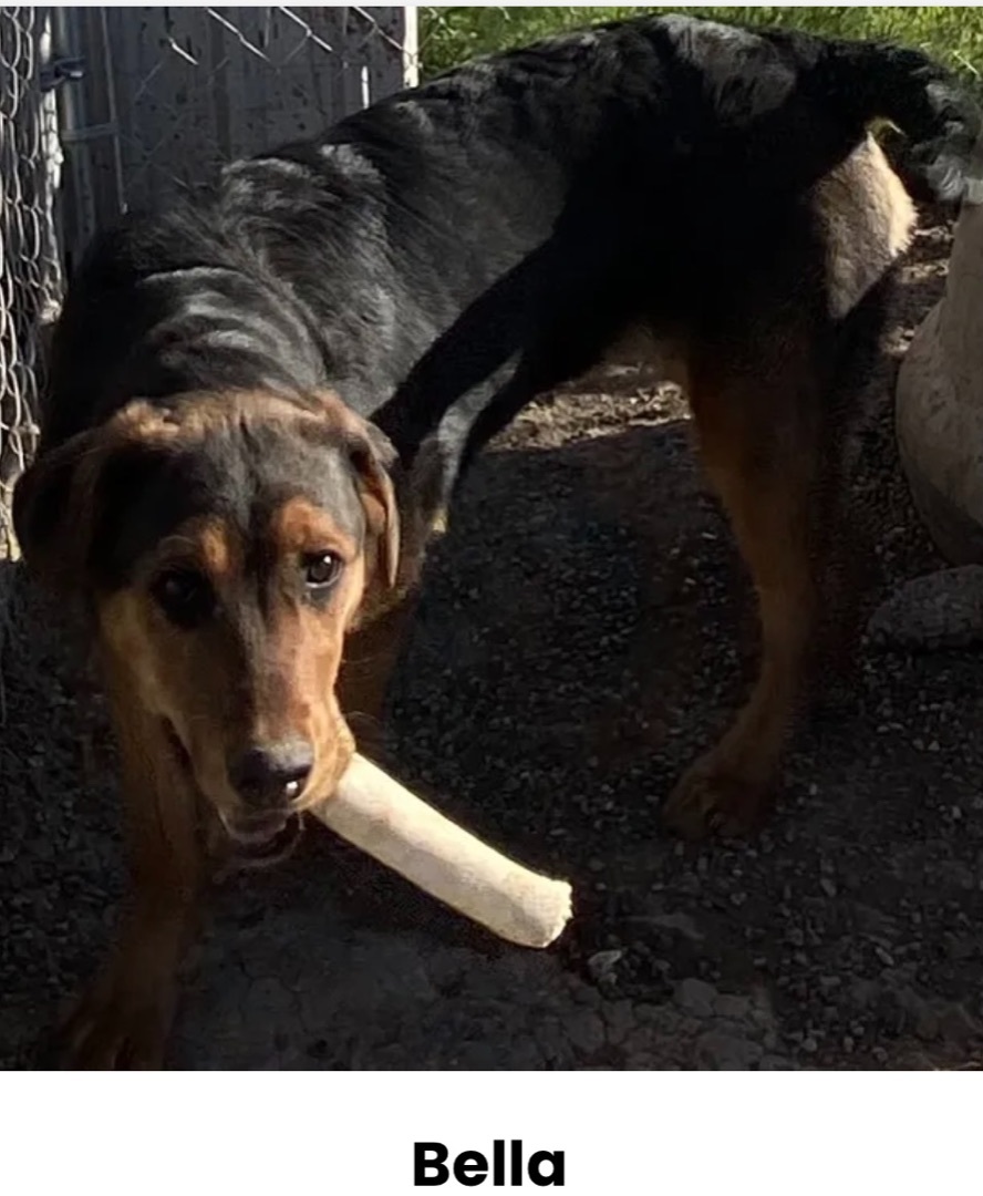 Bella, Adult Female Mixed Breed