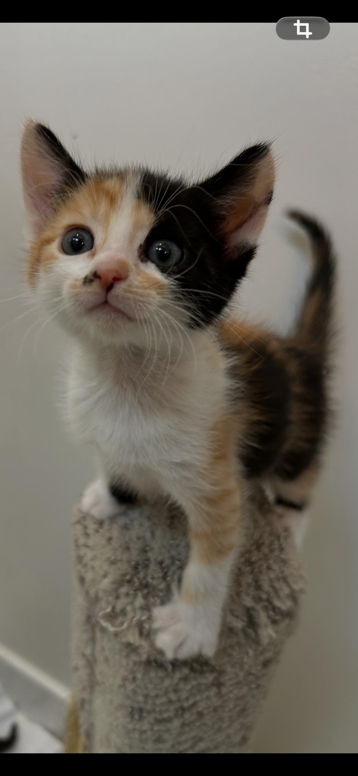 Cali, Adoptable, Kitten Female Domestic Short Hair.
