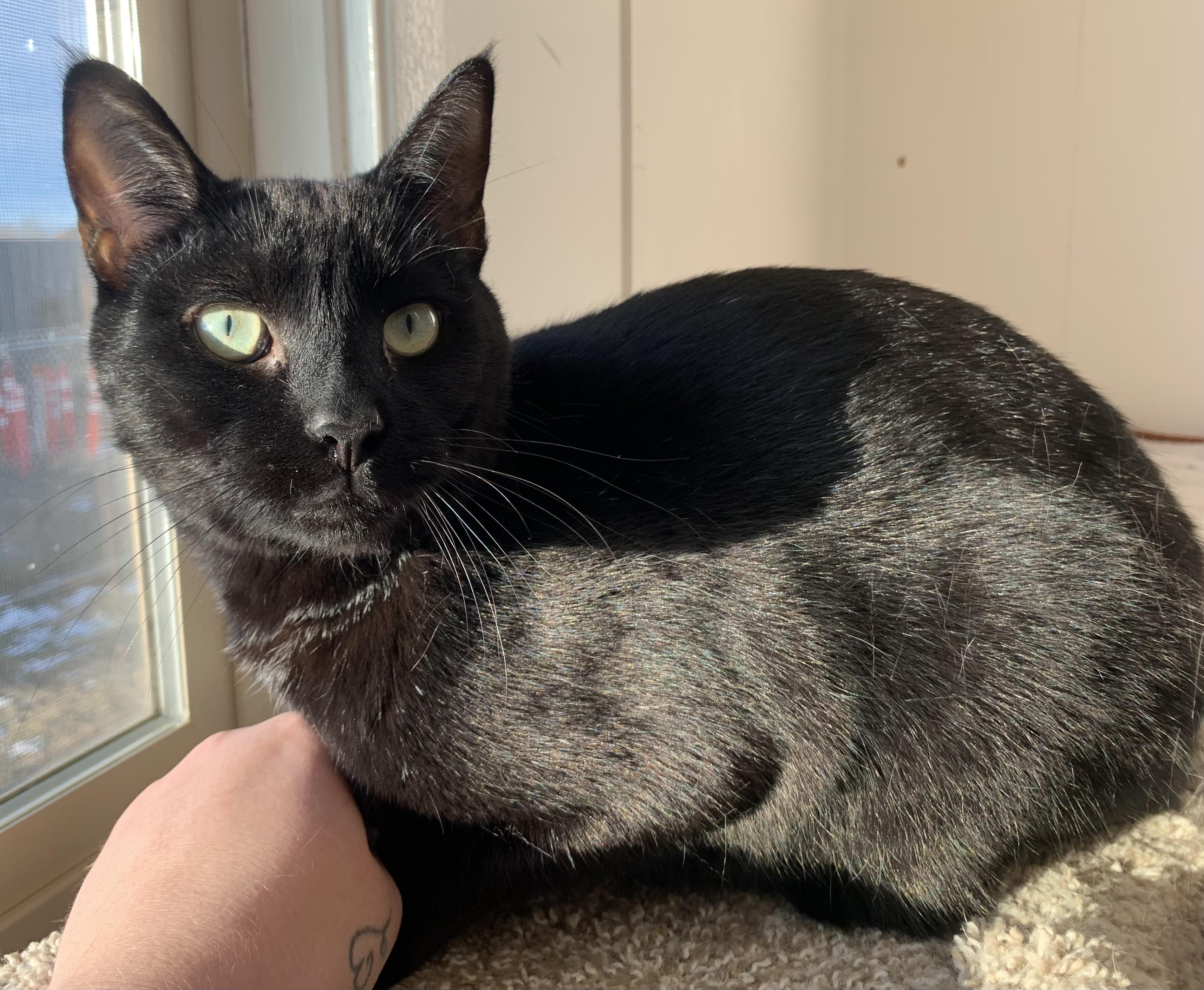 Enlarge Crow, a Adoptable mixed breed in Bonnyville, AB image 1/1