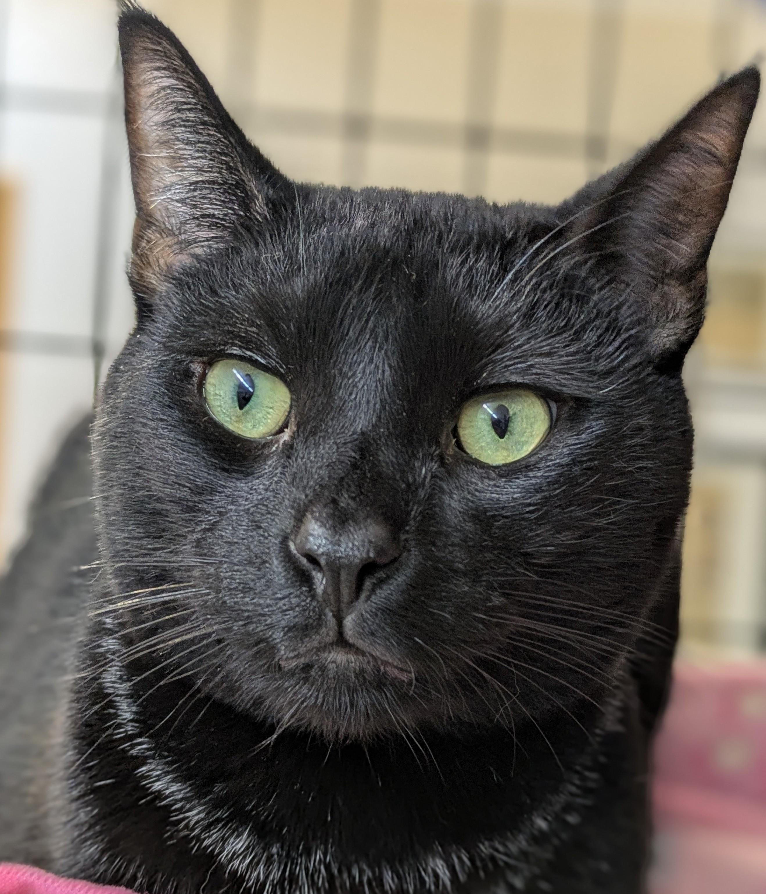 Crow, Adoptable, Adult Male Domestic Short Hair.