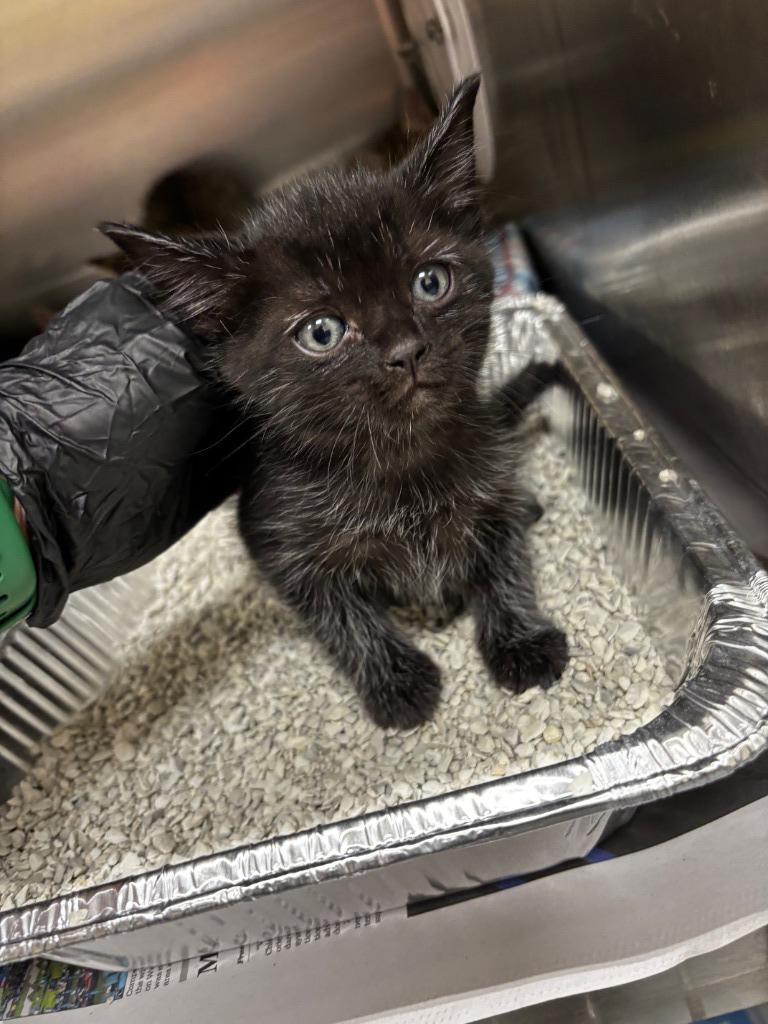 2025-09-235 *Kevin*, Adopted, Kitten Male Domestic Short Hair.