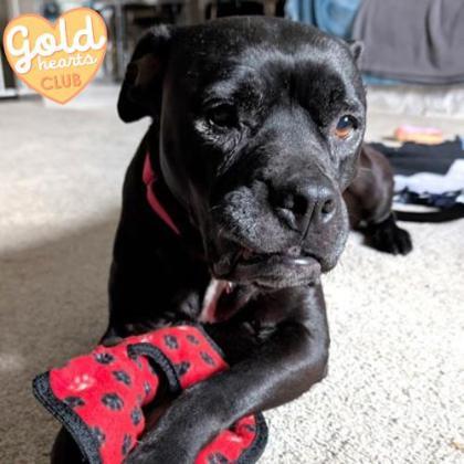 Enlarge Blanche, a Adoptable mixed breed in Ann Arbor, MI image 1/3