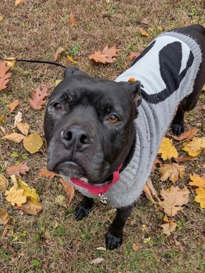 Enlarge Blanche, a Adoptable mixed breed in Ann Arbor, MI image 2/3