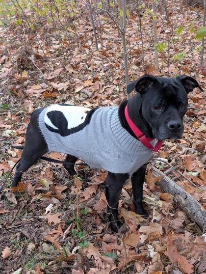 Enlarge Blanche, a Adoptable mixed breed in Ann Arbor, MI image 3/3