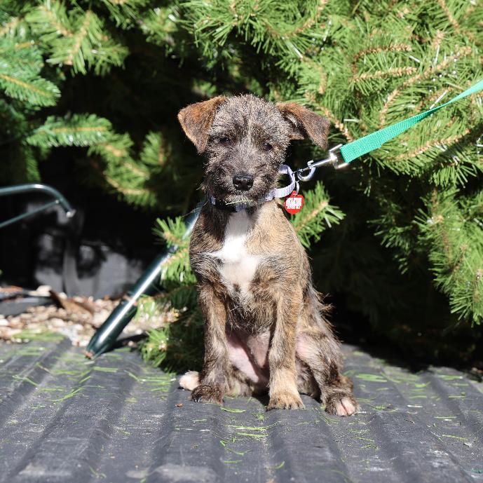 Enlarge LEXUS., a Adoptable mixed breed in Atco, NJ image 1/6