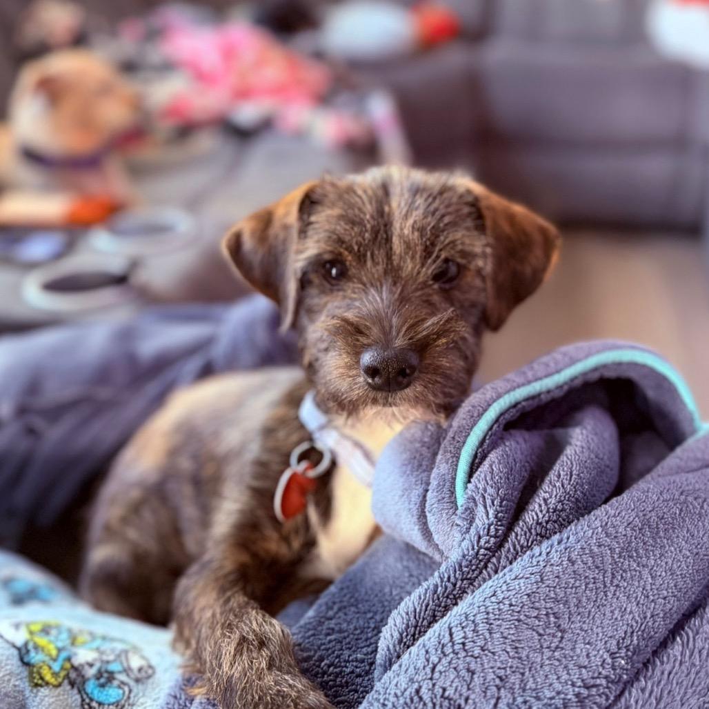 Enlarge LEXUS., a Adoptable mixed breed in Atco, NJ image 3/6