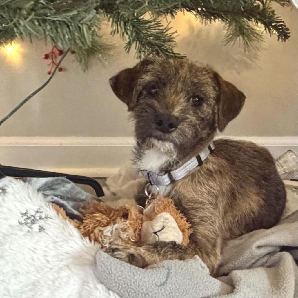 Enlarge LEXUS., a Adoptable mixed breed in Atco, NJ image 5/6