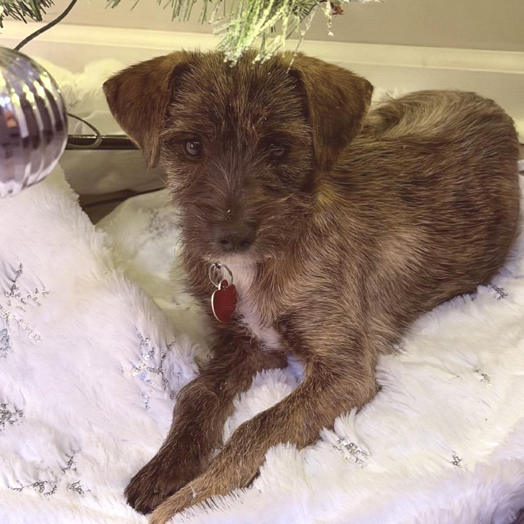 Enlarge LEXUS., a Adoptable mixed breed in Atco, NJ image 6/6