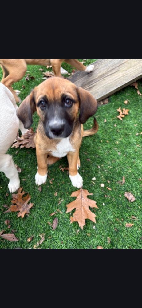 Emily, Adoptable, Puppy Female Hound.