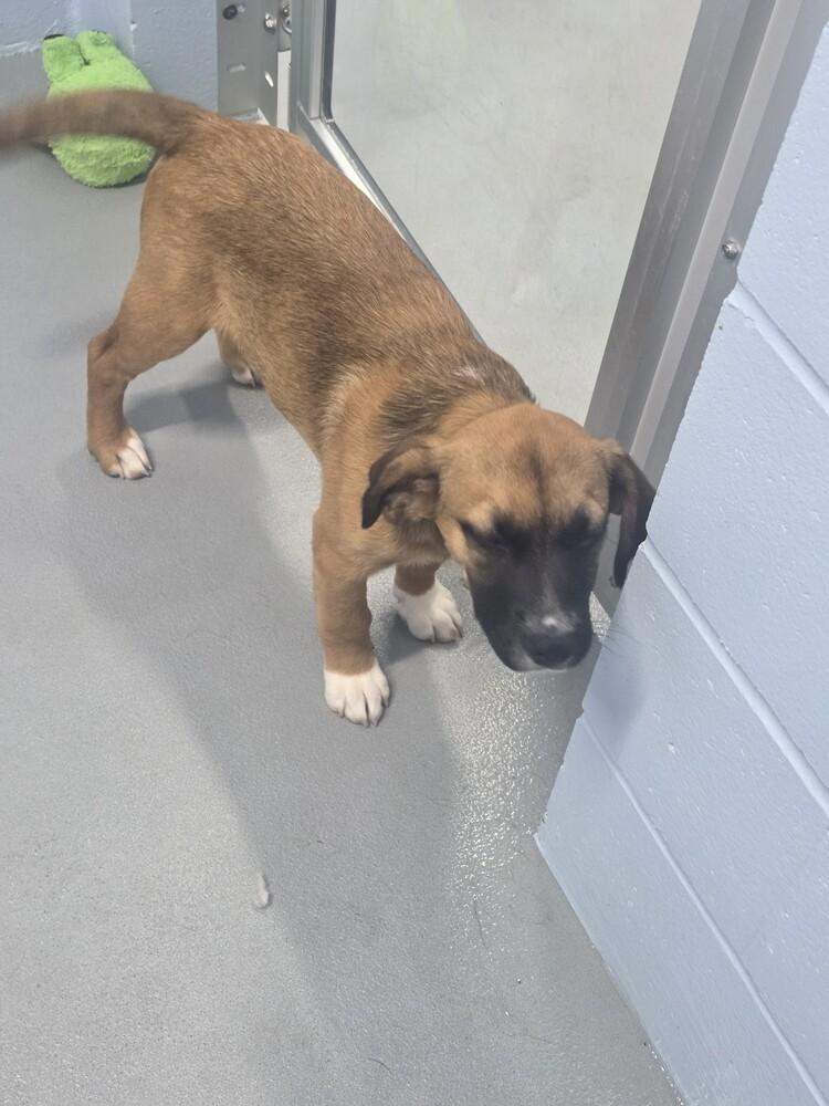 Enlarge Emily, a Adoptable mixed breed in Appleton, WI image 2/2