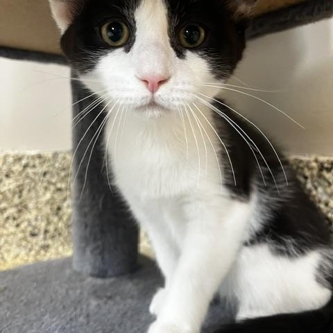 Jere-bear, ADOPTABLE, Kitten Male Domestic Short Hair.