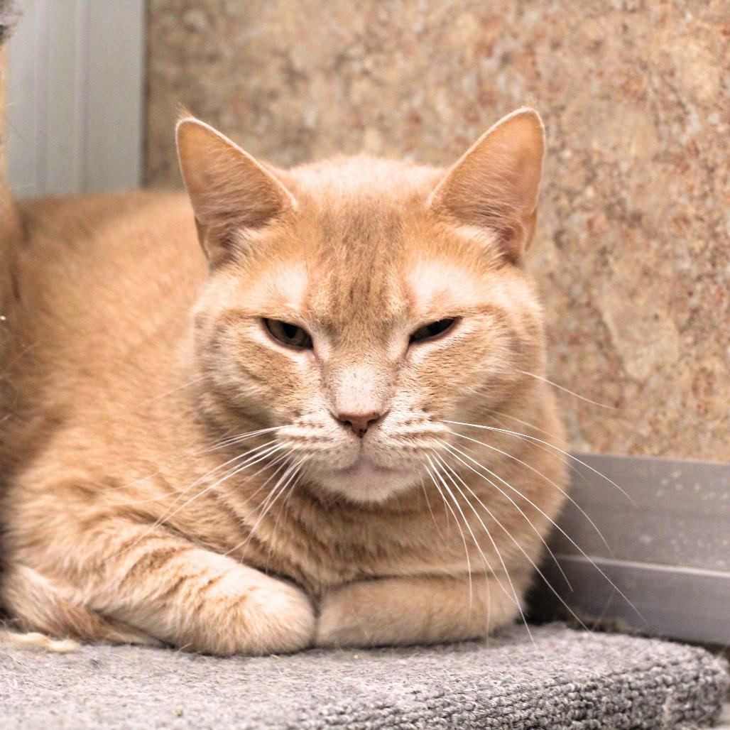 Enlarge Lionel, a Adoptable Domestic Short Hair in Waldorf, MD image 2/6