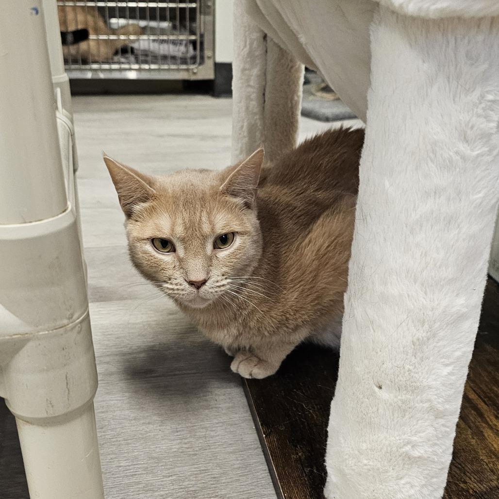 Enlarge Lionel, a Adoptable Domestic Short Hair in Waldorf, MD image 3/6