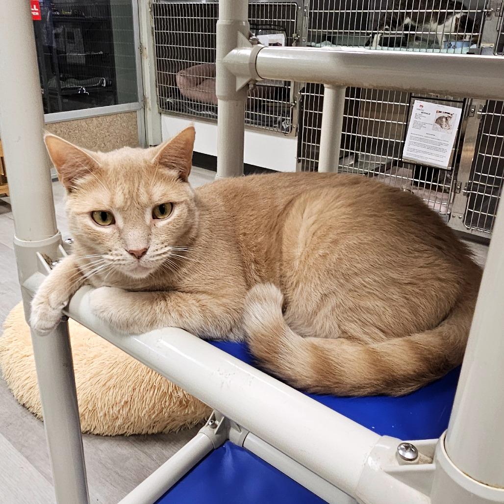 Enlarge Lionel, a Adoptable Domestic Short Hair in Waldorf, MD image 5/6