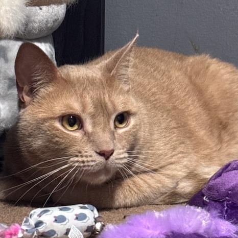 Enlarge Lionel, a Adoptable Domestic Short Hair in Waldorf, MD image 6/6