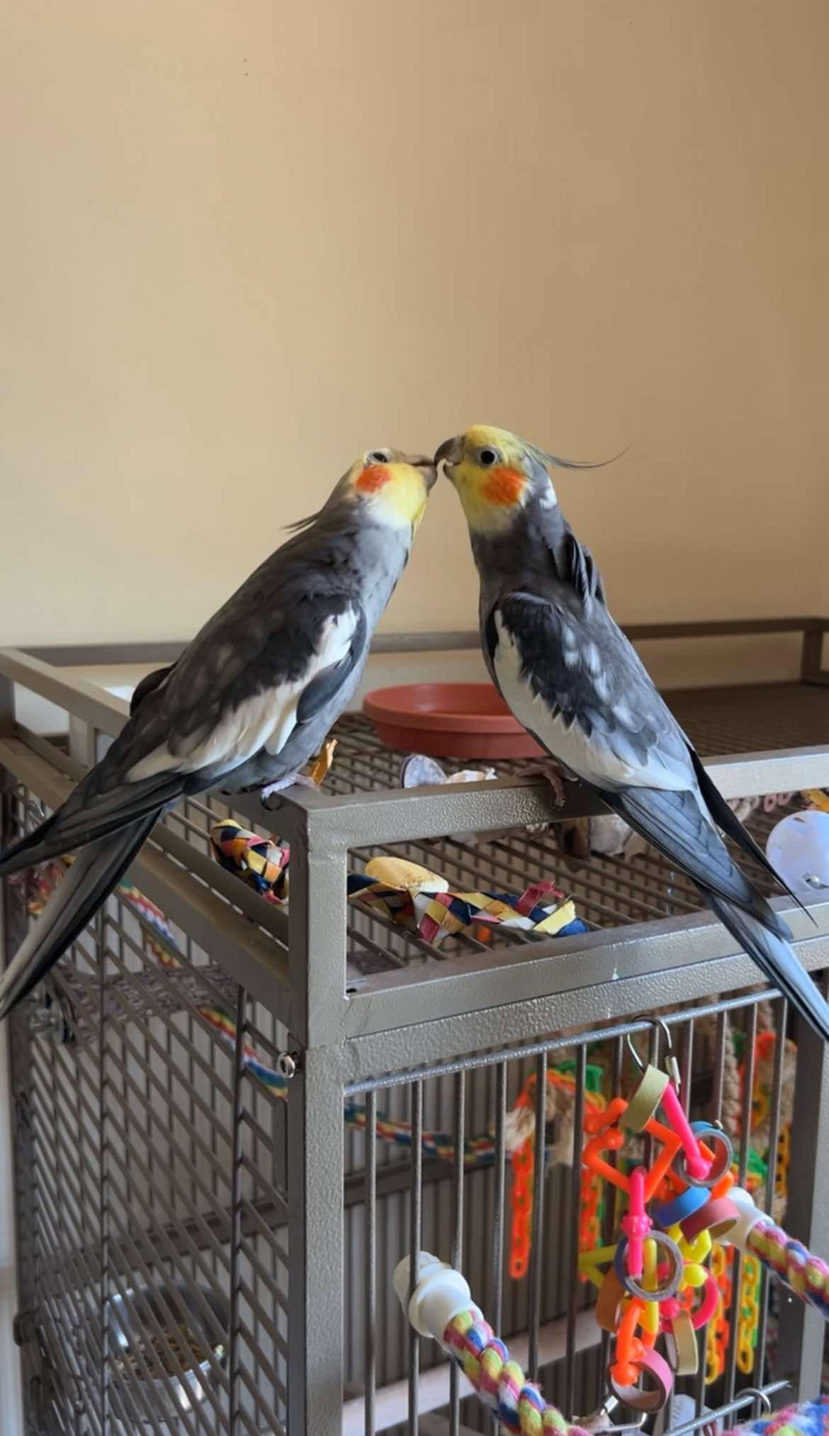 Dayzee & Zoey, Adopted, Senior Male Cockatiel.