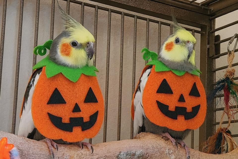 Dayzee & Zoey, a Adopted Cockatiel in Mankato, MN image 2/3