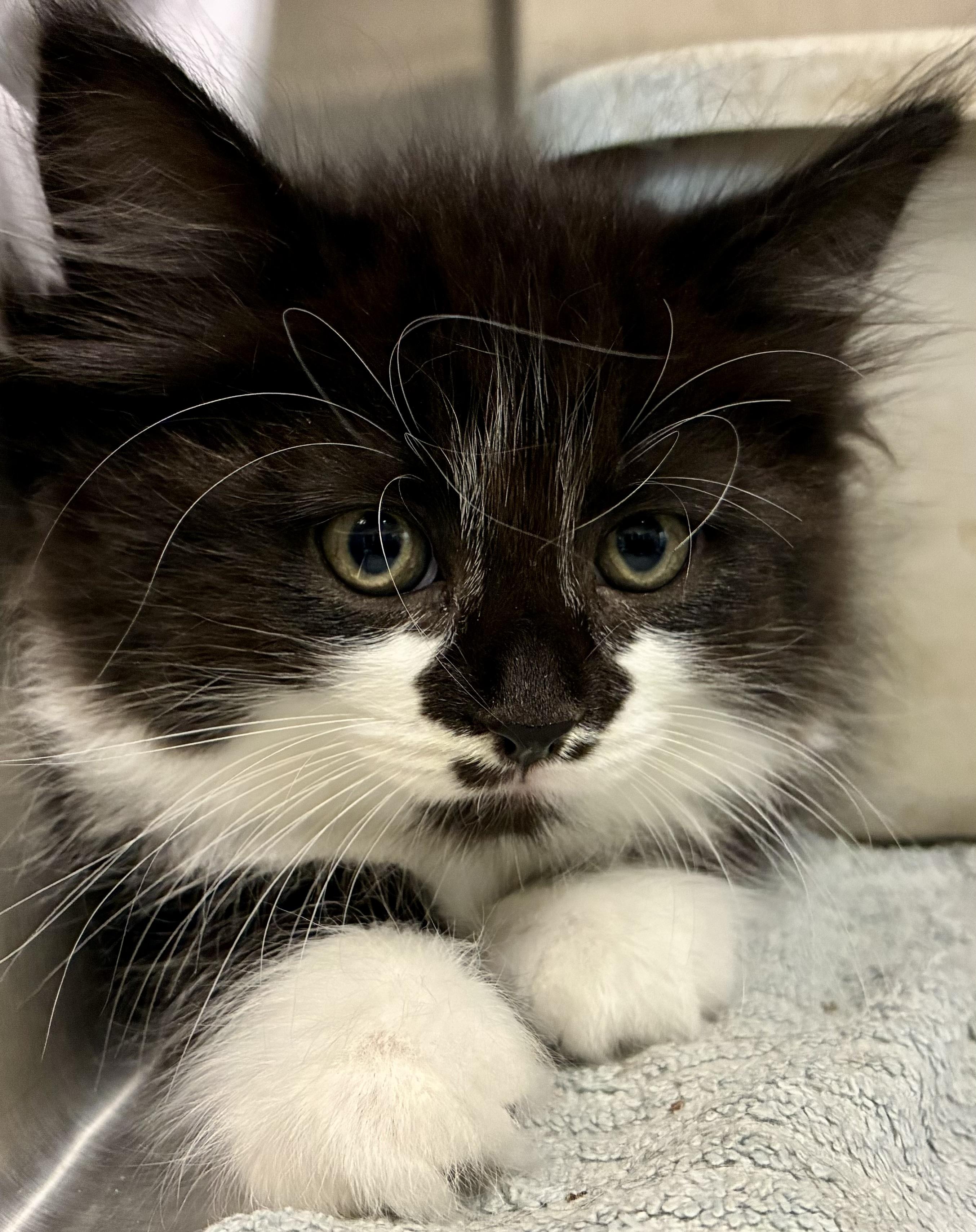 Enlarge Cattarina, a Adopted mixed breed in Sandusky, MI image 3/6