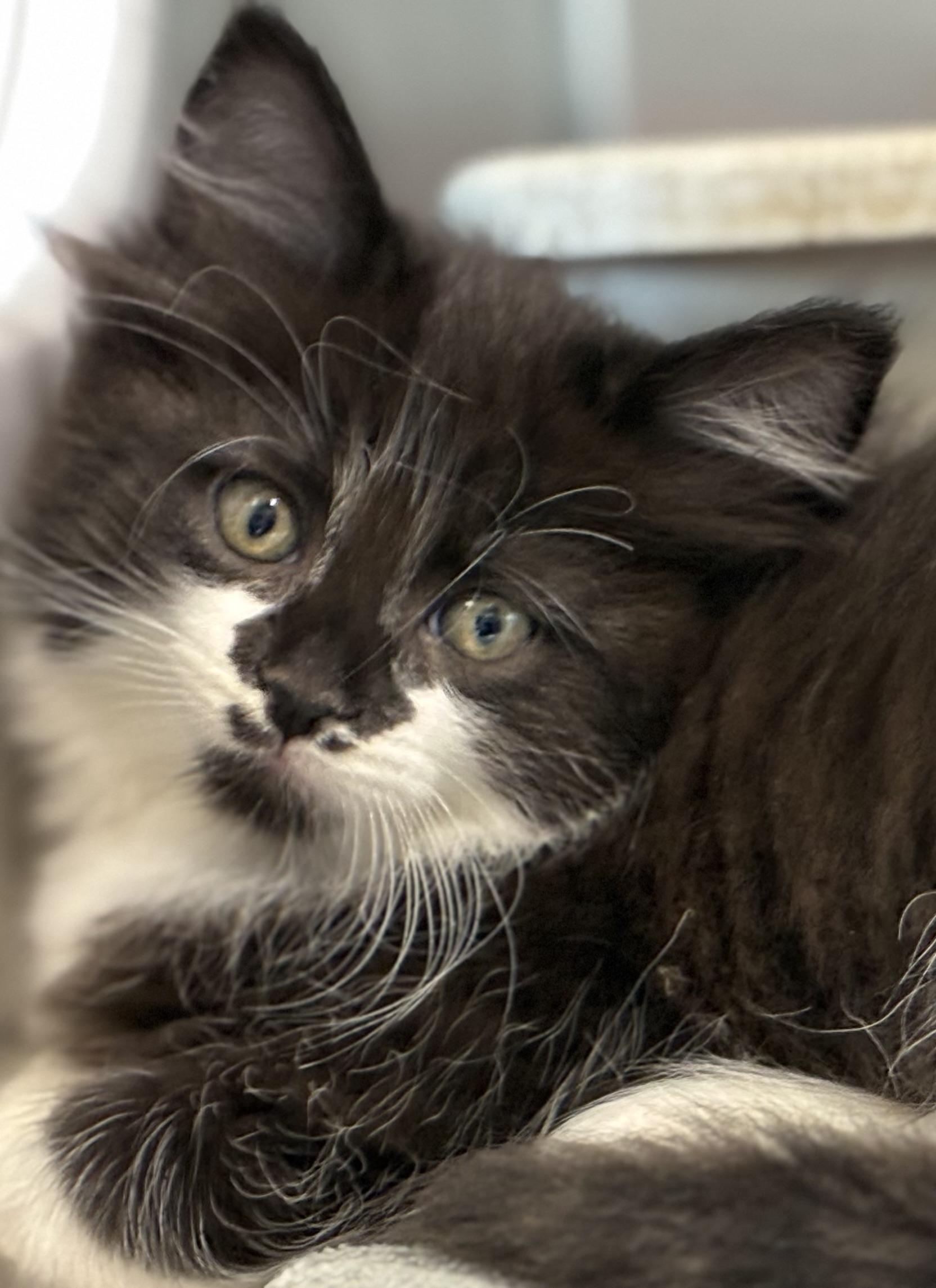 Enlarge Cattarina, a Adopted mixed breed in Sandusky, MI image 1/6