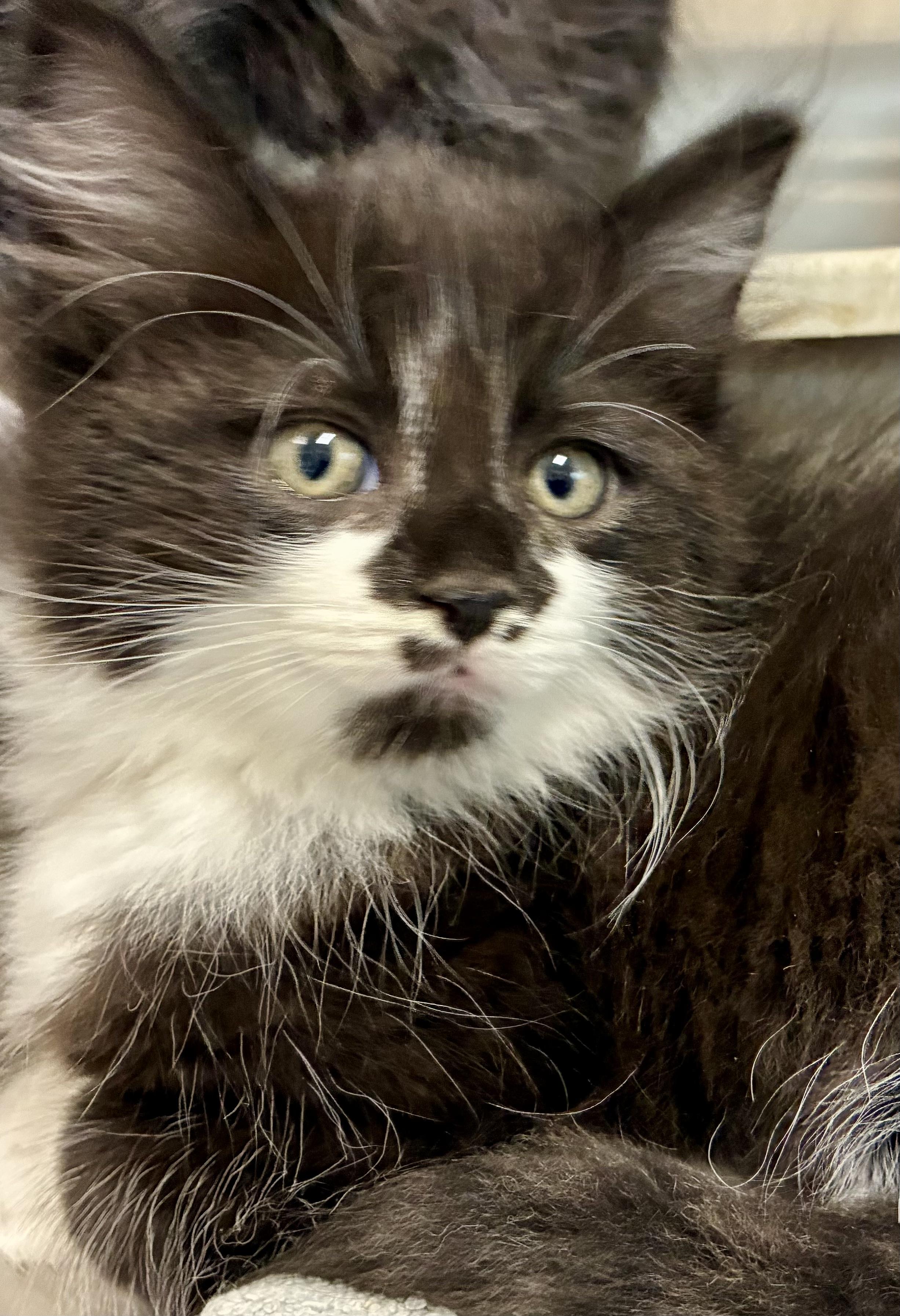 Enlarge Cattarina, a Adopted mixed breed in Sandusky, MI image 5/6