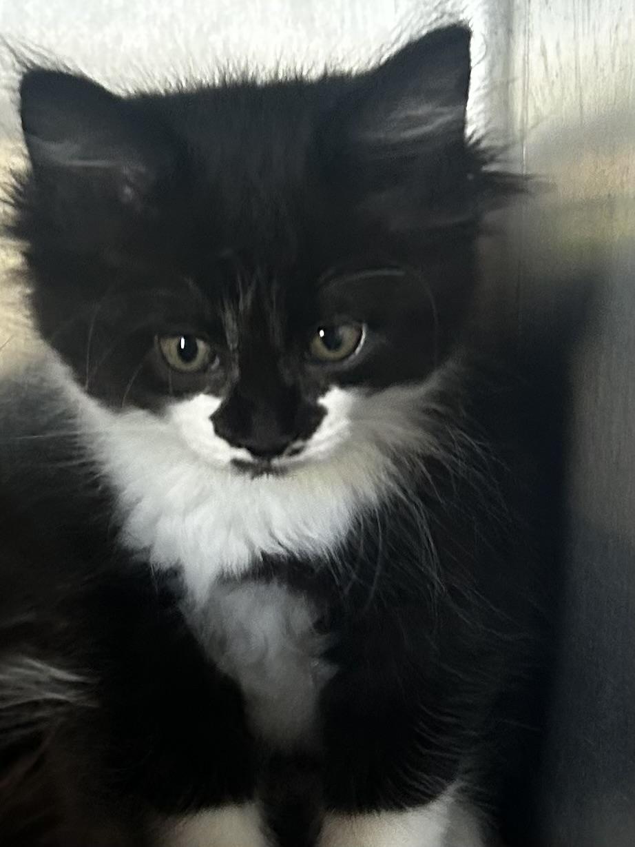 Enlarge Cattarina, a Adopted mixed breed in Sandusky, MI image 6/6