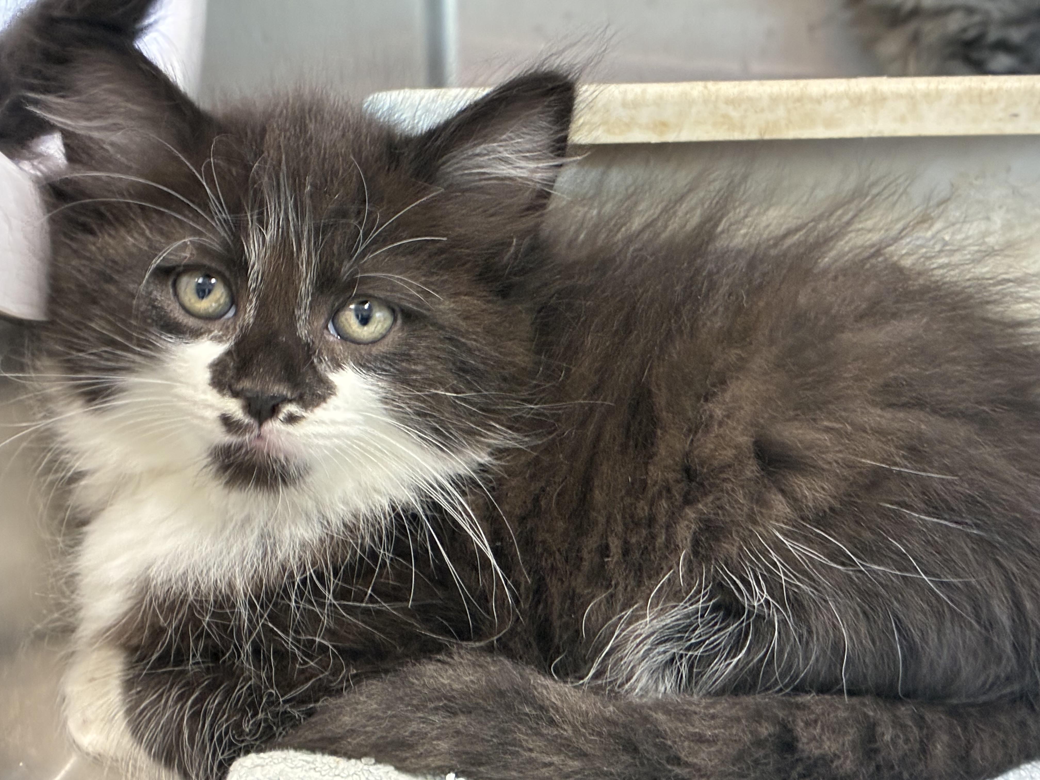 Enlarge Cattarina, a Adopted mixed breed in Sandusky, MI image 4/6
