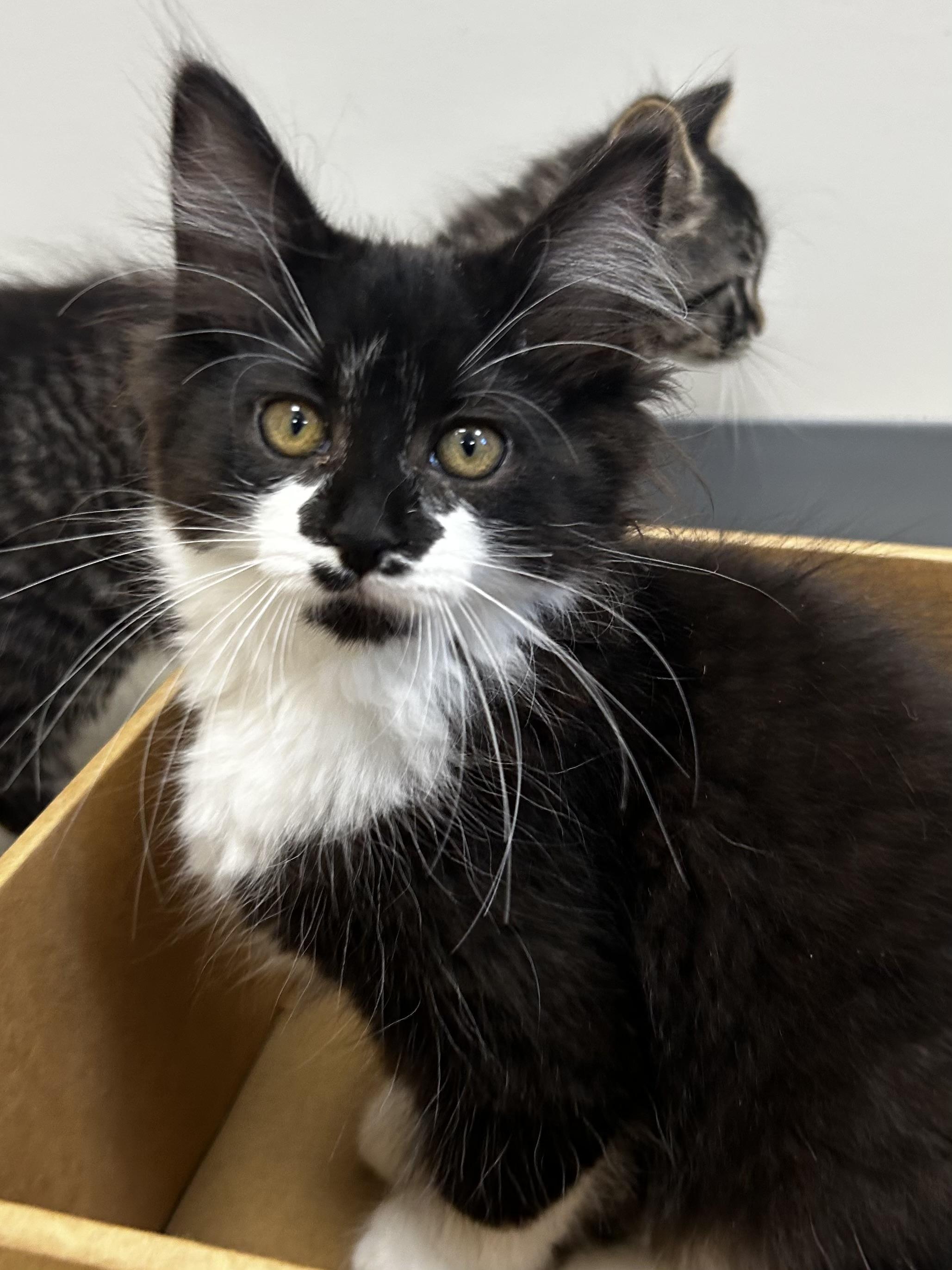 Enlarge Cattarina, a Adopted mixed breed in Sandusky, MI image 2/6