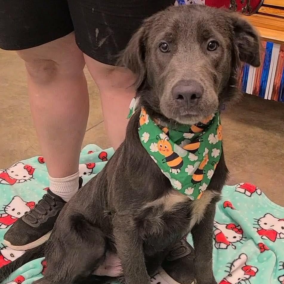 Frosty, a ADOPTABLE mixed breed in Woolwich, ME image 4/4