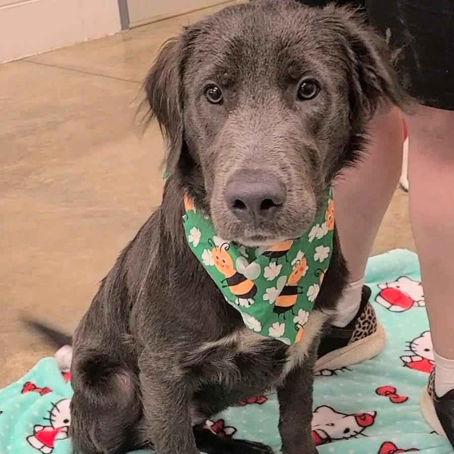 Frosty, a ADOPTABLE mixed breed in Woolwich, ME image 3/4