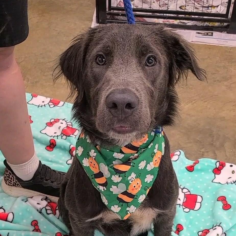 Frosty, ADOPTABLE, Young Male Weimaraner & Flat-Coated Retriever.