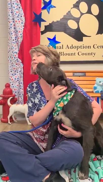 Enlarge Frosty, a ADOPTABLE mixed breed in Woolwich, ME video 2/4
